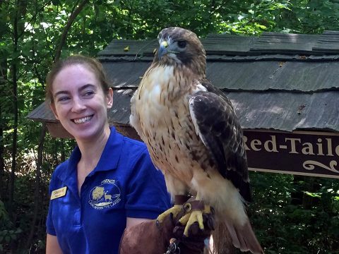 The red-tailed hawk can be seen daily at Woodlands Nature Station in Land Between The Lakes. (Staff photo)