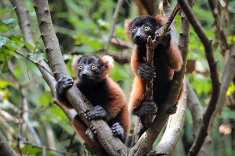 Red Ruffed Lemur Family Now on Exhibit at Nashville Zoo. (Kelsey White)