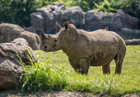 Southern White Rhinos at the Nashville Zoo. (Amiee Stubbs)