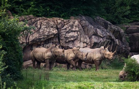 Southern White Rhinos at the Nashville Zoo. (Amiee Stubbs)