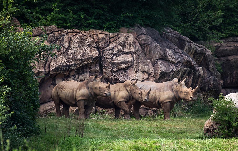 Southern White Rhinos at the Nashville Zoo. (Amiee Stubbs) Southern White Rhinos at the Nashville Zoo. (Amiee Stubbs)