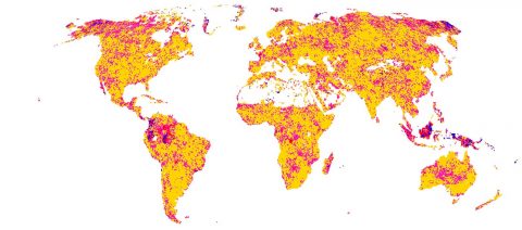 Global patterns of drought recovery time, in months. The longest recovery times are depicted in shades of blue and pink, with the shortest recovery times in yellow. White areas indicate water, barren lands, or regions that did not experience a drought during the study period. (Woods Hole Research Center)