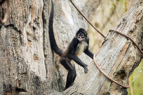 Great American Solar Eclipse: Animal Observation Experience at the Nashville Zoo. (Matt Andrews Photography)