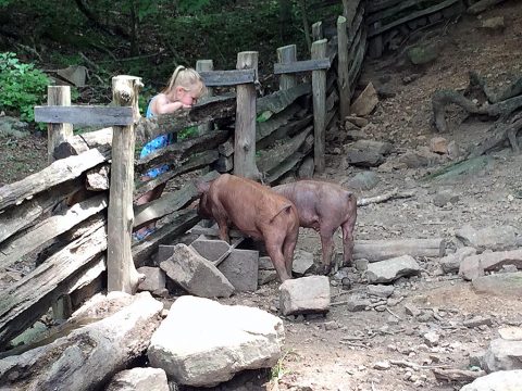 Land Between the Lakes Homeplace Animals July 2016. Tamworth pigs, a heritage breed at the Homeplace. (Forest Service Staff)