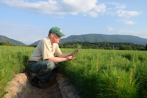 Trees for Tennessee Seedling program