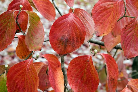 A Dog Wood in Autumn.