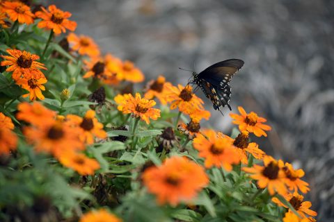 A butterfly visits the pollinator garden at Cheatham Lake in Ashland City, Tennessee, September 30th, 2017. Volunteer gardeners are needed to join the team responsible for developing, maintaining and improving the garden, working toward certification as a Monarch Waystation at the U.S. Army Corps of Engineers Nashville District project. (Leon Roberts) 