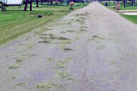 Grass clippings on the road.