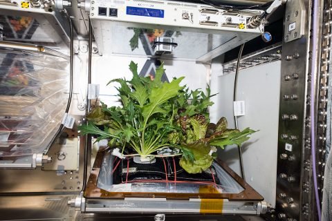 Three different varieties of plants growing in the Veggie plant growth chamber on the International Space Station were harvested this morning. (NASA/ISS)