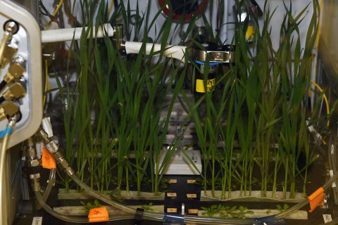 A test unit, or prototype, of NASA's Advanced Plant Habitat (APH) with its first initial grow test in the Space Station Processing Facility at Kennedy Space Center in Florida. The taller plants are dwarf what and the smaller plants are Arabidopsis. Developed by NASA and ORBITEC of Madison, Wisconsin, the APH is the largest plant chamber built for the agency. (NASA)