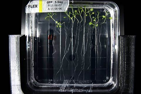 Arabidopsis thaliana seedlings were placed in a Petri plate loaded inside the Spectrum prototype unit for testing prior to the critical design review in September 2017. The small plant is a popular model organism to study plant biology and genetics. (NASA)