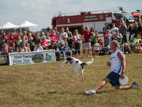 Lawrence Frederick and one of his rescue dogs perform as part of the Disc-Connected K9s show, October 14t, at Clarksville Regional Airport. The Frisbee-throwing, champion dog act was the highlight of the Wags & Wings Family Fun Fest, presented by the Airport, the Humane Society of Clarksville-Montgomery County and Fortera Credit Union. (Josh Vaughn)