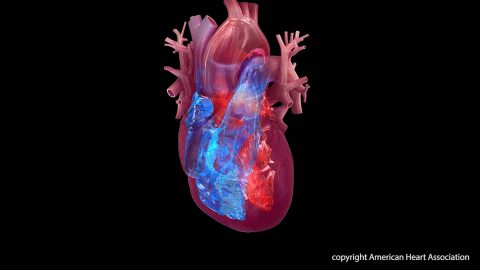 Among young adults, drinking water contaminated with arsenic may lead to structural changes in the heart that raise their risk of heart disease. (American Heart Association)