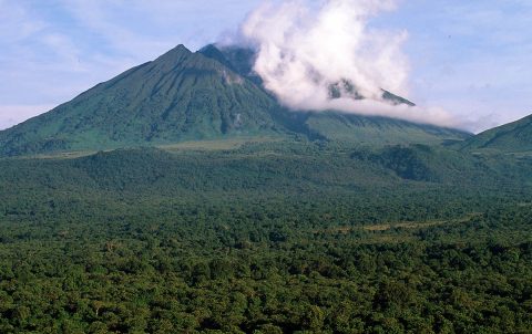 Sabinyo volcano and thick forest in Virunga National Park, Democratic Republic of Congo, habitat of the endangered mountain gorilla. (Martin Harvey/WWF)