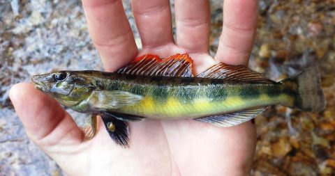 TVA aquatic biologists identify new fish species the Tennessee Logperch (Percina apina).