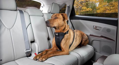 Survey examines habits of people driving with canine companions and potential distractions. (AAA)