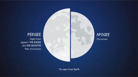 It's nearly impossible to compare the apparent size of the supermoon with a micromoon from memory, but when seen side-by-side as in this graphic, it becomes clear. (NASA/JPL-Caltech)