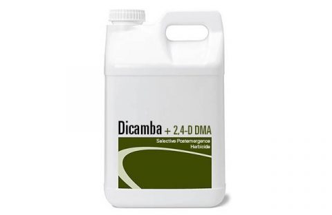 Dicamba