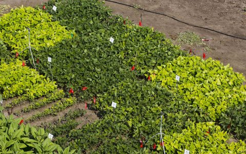 Lighter and darker soybeans used in the research. (UIUC/Claire Benjamin)