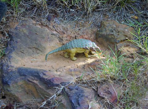 A model of a Nodosaur dinosaur sits inside what is believed to be the fossil of a Nodosaur footprint. The footprint was found by Ray Stanford a local dinosaur hunter. (NASA/Goddard/Rebecca Roth)