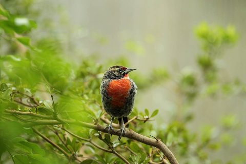 Great Backyard Bird Count 2018 at Nashville Zoo at Grassmere to be held February 11th. This is a photo of a Peruvian Meadowlark. (Christian Sperka)