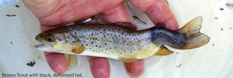 Whirling Disease. (Barry Nehring, Aquatic Wildlife Researcher (retired), Colorado Division of Wildlife)