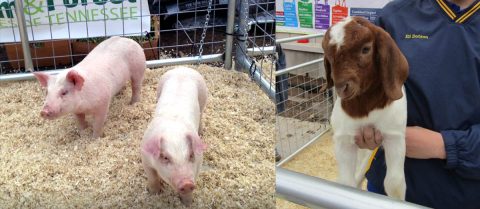 Baby pigs and a baby goat—celebrate Ag Day on the Hill. Baby pigs and a baby goat—celebrate Ag Day on the Hill.