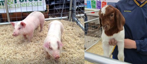 Baby pigs and a baby goat—celebrate Ag Day on the Hill.