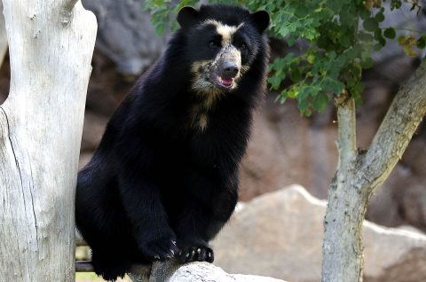 Andean Bear. (Phoenix Zoo)