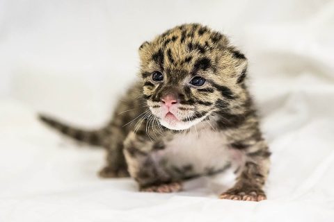 Clouded Leopard Cub born at Nashville Zoo. (Amiee Stubbs)