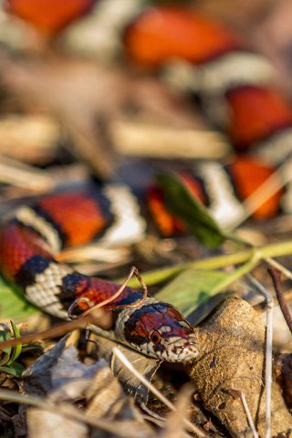 A Milk snake, a harmless non-venomous snake that is usually found in forested areas. These snakes are found on Fort Campbell. (Spc. Patrick Kirby 40th Public Affairs Detachment.) 