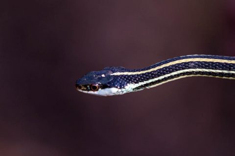 A Ribbon snake, a harmless, non-venomous, docile snake found near marshy areas. These snakes are found on Fort Campbell. (Spc. Patrick Kirby 40th Public Affairs Detachment.)