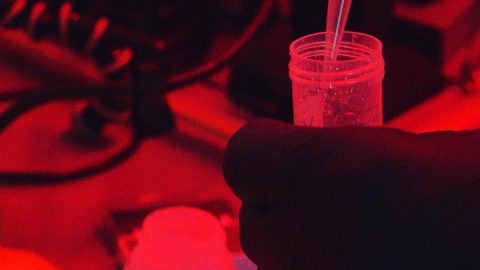 A researcher adds fluorescent labeled bacteria to water in an effort to measure the rate at which they are eaten. Because the process is photo sensitive to light, the team works in red to quantify bacteria in the water. (Nicole Estaphan)