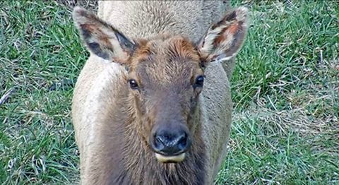 Tennessee Wildlife Resources Agency’s Elk Cam close up shot. (TWRA)