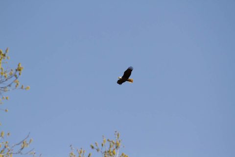 A bald eagle soars over Lake Kyle on Fort Campbell, April 18. The Bald Eagle was made the national symbol of the United States in 1782. Acting as the 101st Airborne Division mascot and as Americas’ mascot. (Spc. Patrick Kirby, 40th Public Affairs Detachment)