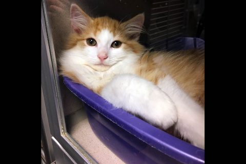 This little fellow is just one of 52 kittens currently at Montgomery County Animal Care & Control waiting on an adoptive or foster home.