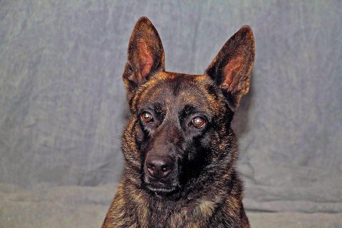 Clarksville Police Department K9 "Main" passed away June 2nd.