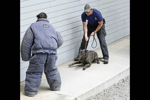 Clarksville Police Department K9 "Main"