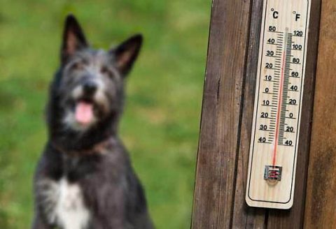 Take Care of Pets During Hot Weather.