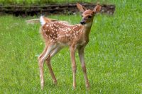 A rescued fawn prances around its enclosure Tuesday in Greenville, KY. A fawn that is removed from its safe hiding spot or is handled by humans are often abandoned because the doe cannot find it. (Sgt. Patrick Kirby, 40th Public Affairs Detachment)