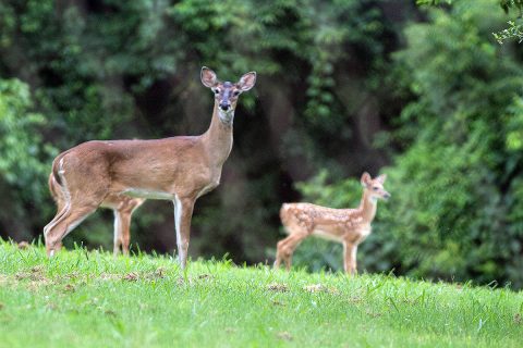 A fawn stands near its mother Monday on Fort Campbell. A doe will leave its fawn in a safe space while it forages for food. On Fort Campbell that safe space is often in or near residential areas. (Sgt. Patrick Kirby, 40th Public Affairs Detachment) A fawn stands near its mother Monday on Fort Campbell. A doe will leave its fawn in a safe space while it forages for food. On Fort Campbell that safe space is often in or near residential areas. (Sgt. Patrick Kirby, 40th Public Affairs Detachment)