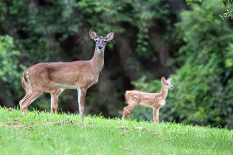 A fawn stands near its mother Monday on Fort Campbell. A doe will leave its fawn in a safe space while it forages for food. On Fort Campbell that safe space is often in or near residential areas. (Sgt. Patrick Kirby, 40th Public Affairs Detachment)