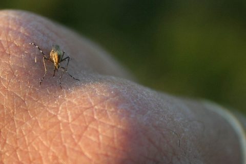 Culex species mosquito biting a human hand. (Bob Dusek, USGS)