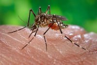 Vector-borne diseases (such as the Zika virus, which can be spread by aedes aegypti mosquitoes) account for more than 17 percent of all infectious diseases, causing more than 700,000 deaths annually, according to the World Health Organization. (U.S. Centers for Disease Control and Prevention)