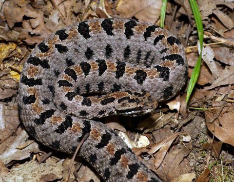 Pygmy Rattlesnake Pygmy Rattlesnake