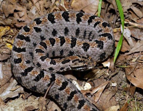 Pygmy Rattlesnake