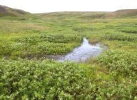 A 2017 image of Qikiqtaruk-Herschel Island Territorial Park in the Yukon shows more vegetation, shrubs and water compared with the 1987 image of the same area. (Isla Myers-Smith/University of Edinburgh)