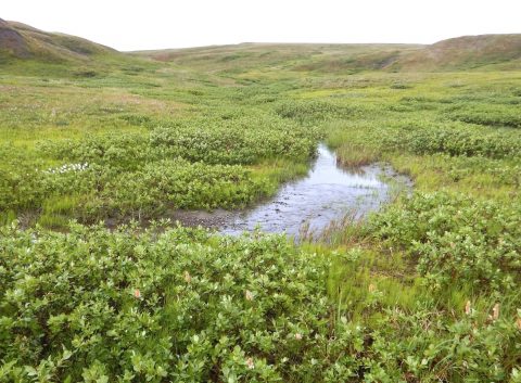 A 2017 image of Qikiqtaruk-Herschel Island Territorial Park in the Yukon shows more vegetation, shrubs and water compared with the 1987 image of the same area. (Isla Myers-Smith/University of Edinburgh) A 2017 image of Qikiqtaruk-Herschel Island Territorial Park in the Yukon shows more vegetation, shrubs and water compared with the 1987 image of the same area. (Isla Myers-Smith/University of Edinburgh)