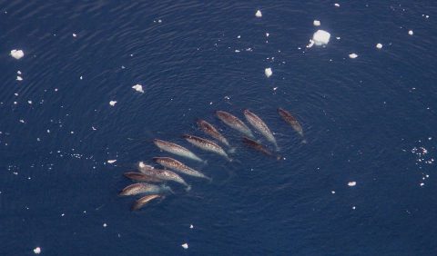 A pod of narwhals, with some tusks visible as white streaks. (University of Washington/K. Laidre)