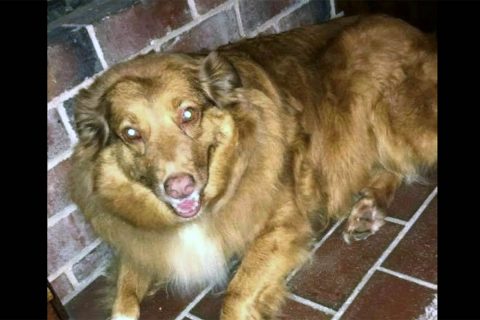 Photo of Australian Shepherd that was in back of the F150.